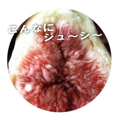 ふるさと納税 和歌山市 和歌山産 【訳あり】イチジク (サイズ不揃い、傷あり) 1.2kg(400g×3パック) |  | 02