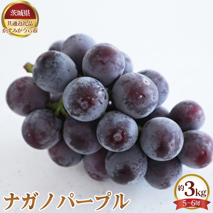 【ふるさと納税】【先行予約】ナガノパープル　約3kg（5～6房）【茨城県共通返礼品 かすみがうら市】 ／ ぶどう ブドウ 葡萄 フルーツ 果物 送料無料 茨城県 No.658