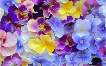 のし対応可能 南房総まるごとクッキー8枚（カレンデュラ＆レモン、菜の花＆落花生）・イチジククッキー6枚セット mi0085-0001 押し花クッキー