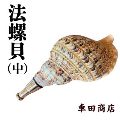 ふるさと納税 吉野町 法螺貝(中)《車田商店》