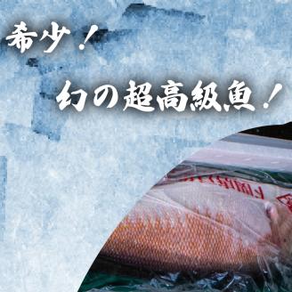 【超高級魚】 白甘鯛 1.3～1.5kg 冷蔵 直送