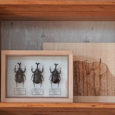 ふるさと納税 府中市 【数量限定】匠の昆虫標本桐箪笥「国産カブト」