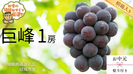 【 桐箱入り 】 シャインマスカット と ゴルビー （各種1房ずつ） 【2025年9月から発送開始】（茨城県共通返礼品 [ぶどう]：結城市産） シャインマスカット ゴルビー ぶどう 果物 フルーツ 季節 旬