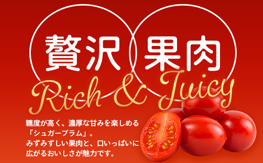 【先行予約・2026年10月より順次発送】田淵さんちの美味しい ミニトマト シュガープラム（約1,400g）GP-2｜産地直送 旬 とまと トマト ミニトマト リコピン 完熟 甘い 高糖度 野菜 やさ