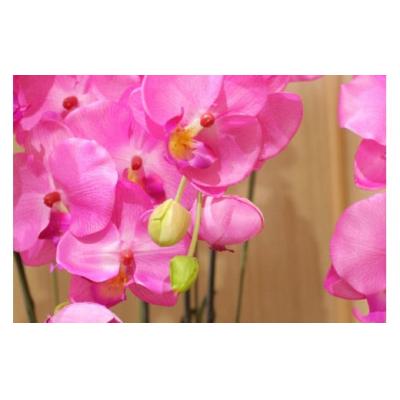 ふるさと納税 北上市 【空気をキレイにする】胡蝶蘭5本立て　器付き(ピンク) |  | 02