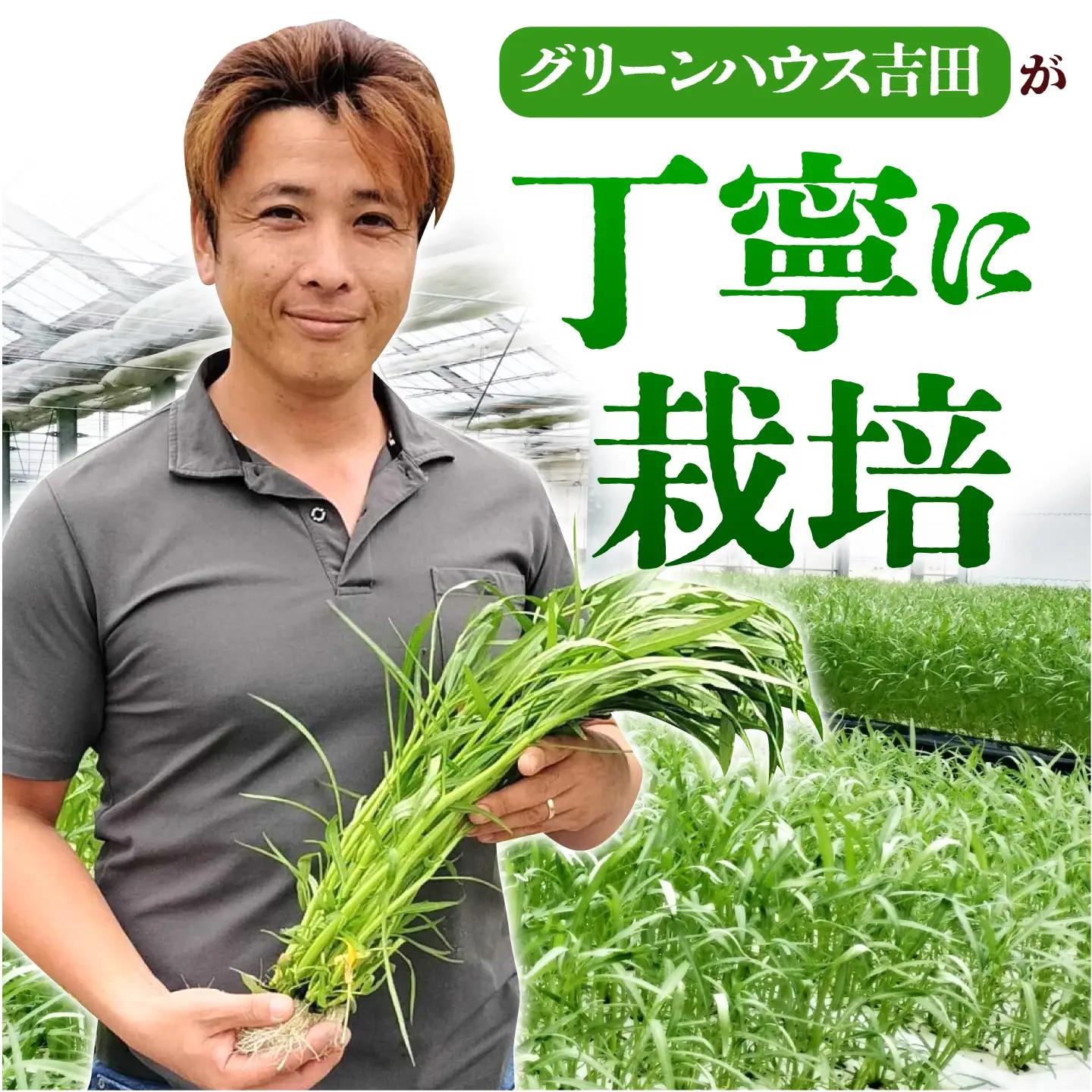 【ほうれん草の代わりになる】くうしん菜（空心菜）10袋 新鮮 野菜 葉物野菜 サラダ 国産 小分け AMCD004