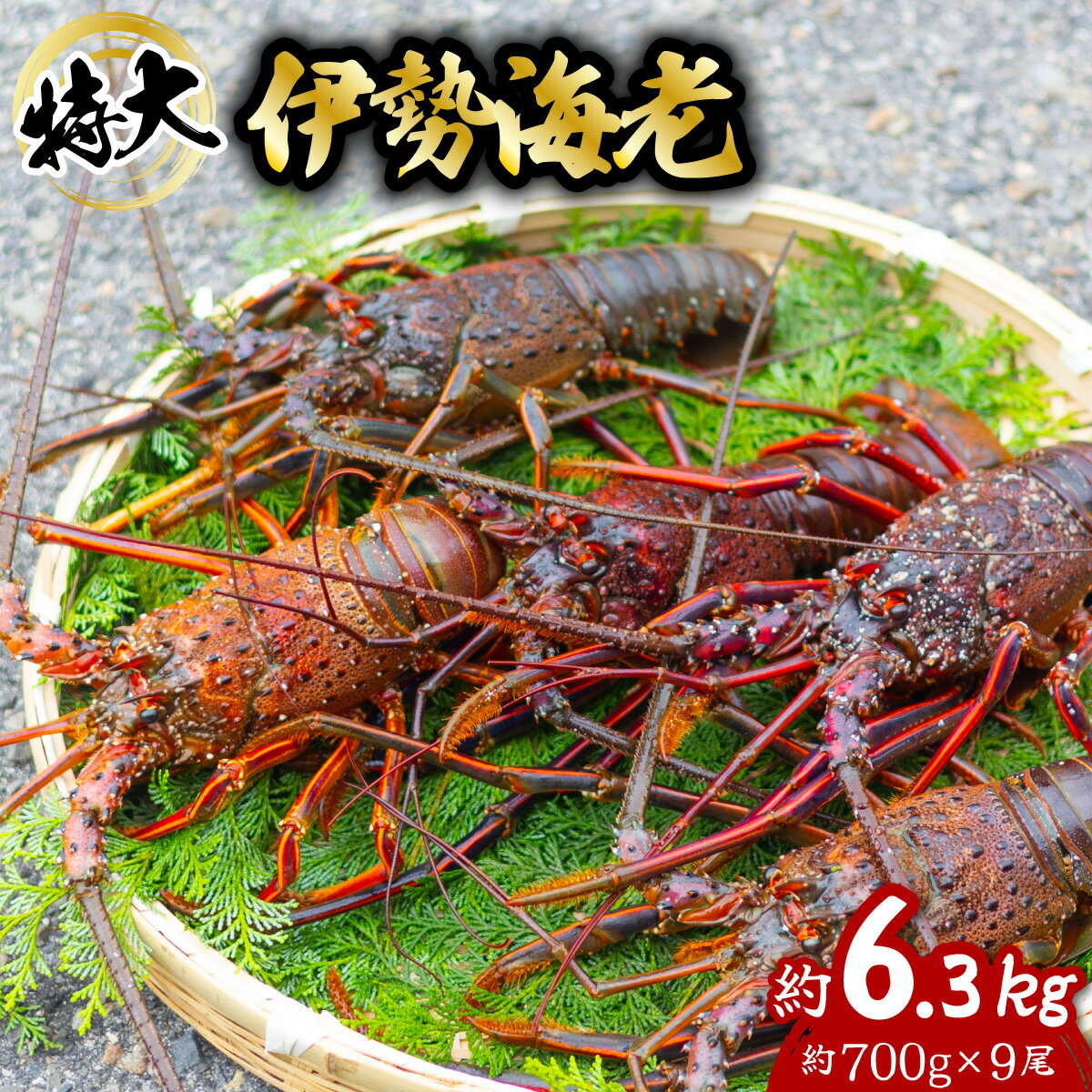 【ふるさと納税】 伊勢海老 特大 約6.3kg 約700g×9尾 伊勢えび 伊勢エビ いせえび イセエビ 海老 えび エビ 海鮮 海産物 海の幸 おせち 高級 国産 海鮮 ギフト 【年内配送／要配送日指定】