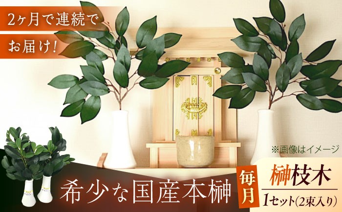 
                  【全2回定期便】植物 備後・榊（サカキ）切り枝 １束サイズ1セット（2束入り）植物 神棚 祭壇 起工式 地鎮祭 真榊台 神聖 榊 本榊 さかき セット そのまま すぐお供え 神具 国産 玉串 木 葉 枝葉 商標登録 福の山 備後 切り枝 季節 変化 国産本榊 新鮮 鮮度 品質 稀少 丁寧 丹精 立体的 ふくらみ 高品質 一貫体制 管理 定期便 広島県福山市/小林商事  [BAEA011]
                