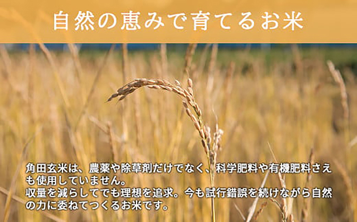 【全2回定期便】令和8年産 玄米  自然栽培米 角田玄米 ななつぼし 5kg《厚真町》【カクタファーム】[AXAR007] 米 お米 玄米 ななつぼし ご飯 北海道 定期便