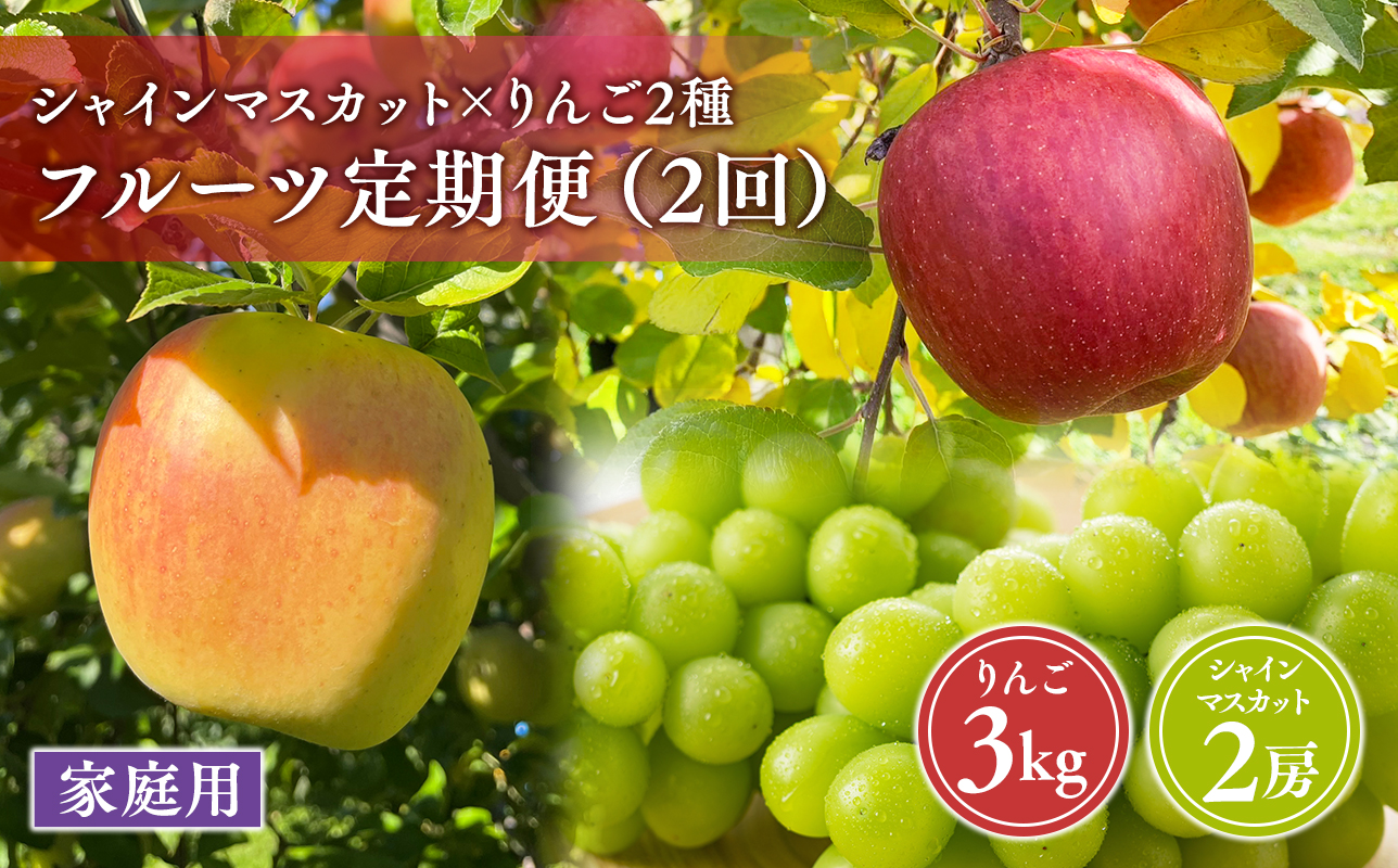青森フルーツ満喫便　家庭用 りんご＆シャインマスカット 2回定期コース【hi-0999-010】