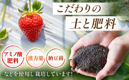 【先行予約】こば農園のこだわりいちご　恋みのり 約1080g（約270g：6～11粒×4パック） 【合同会社 こば農園】[ZFO006]