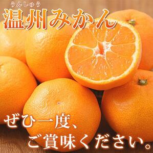 紀州 有田産 濃厚 甘熟 温州みかん 5kg 【 有田 みかん フルーツ みかん 果物 みかん 有田川 みかん 紀州 みかん 果汁 みかん 甘い みかん 】