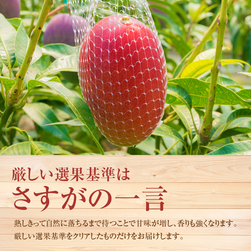 ＜先行予約＞ 完熟マンゴー 2Lサイズ 3玉 南国宮崎からお届け!! フルーツ 果物 人気 贈答品【C246-26】_イメージ3