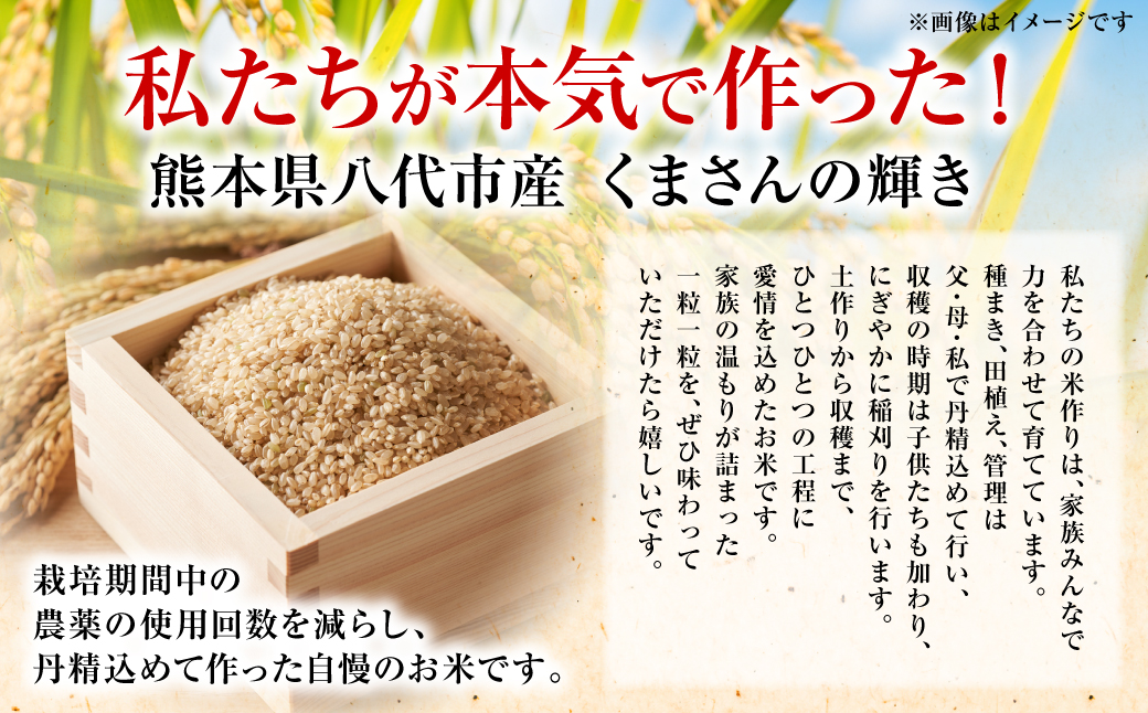 【先行予約】《令和7年産》 くまさんの輝き 玄米 10kg 熊本県 八代市産 米 お米 国産 【2025年11月下旬より順次発送】