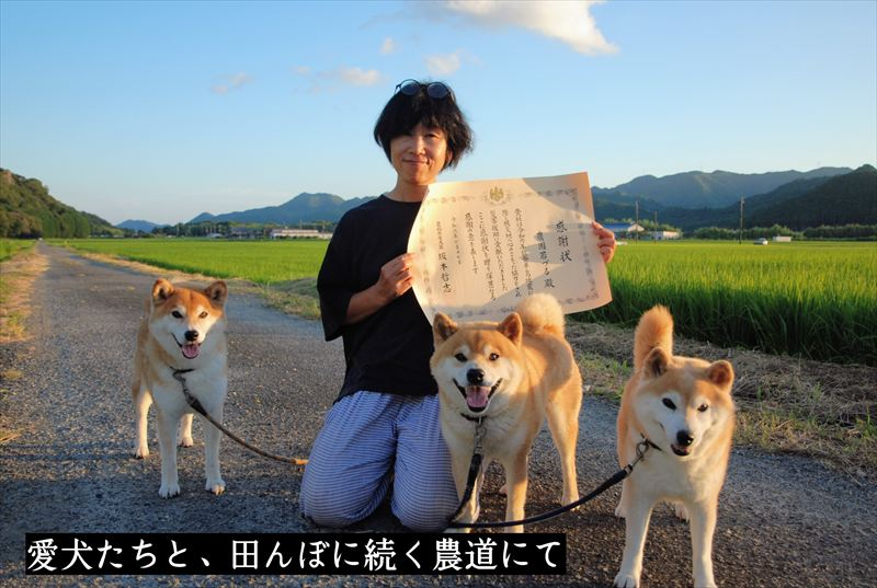 【定期便3ヶ月】有機JAS 多可町 きぬむすめ 玄米 5kg×3回 計15kg 農園若づる 有機栽培 オーガニック アイガモ 合鴨農法 無農薬 無化学肥料 即納 [1389]