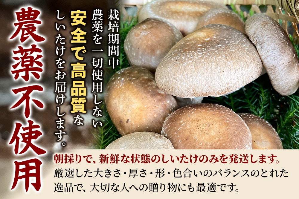 椎茸 仙人しいたけ 約1.5kg 滝ノ沢ファーム 菌床 シイタケ きのこ 食べ応え 肉厚 茸 秋田県 国産 大ぶり 高品質