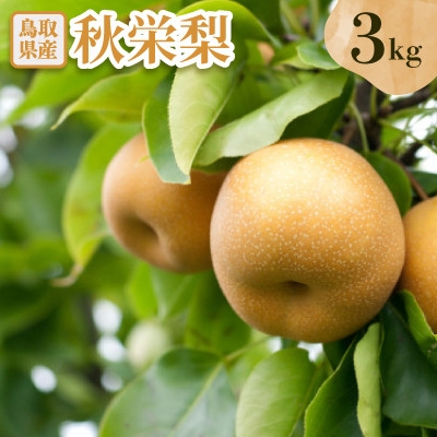 
                  秋栄梨　3kg【1733716】
                