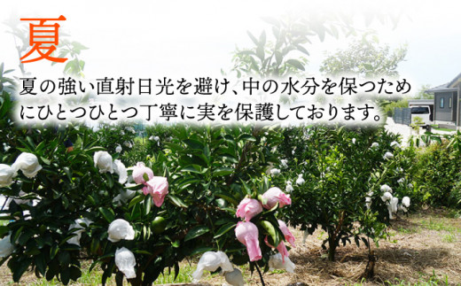 【先行予約】弾力があり甘い！せとか長崎県産 約3kg 【田崎FARM】 [OCU002]