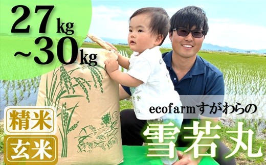 
                  【ecofarmすがわら】庄内米雪若丸27kg～30kg※【精米】または【玄米】選択可（令和8年産新米予約）
                