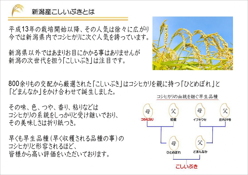 お米マイスターいち押し！！【令和7年産】新潟産こしいぶき 5kg  1I28010