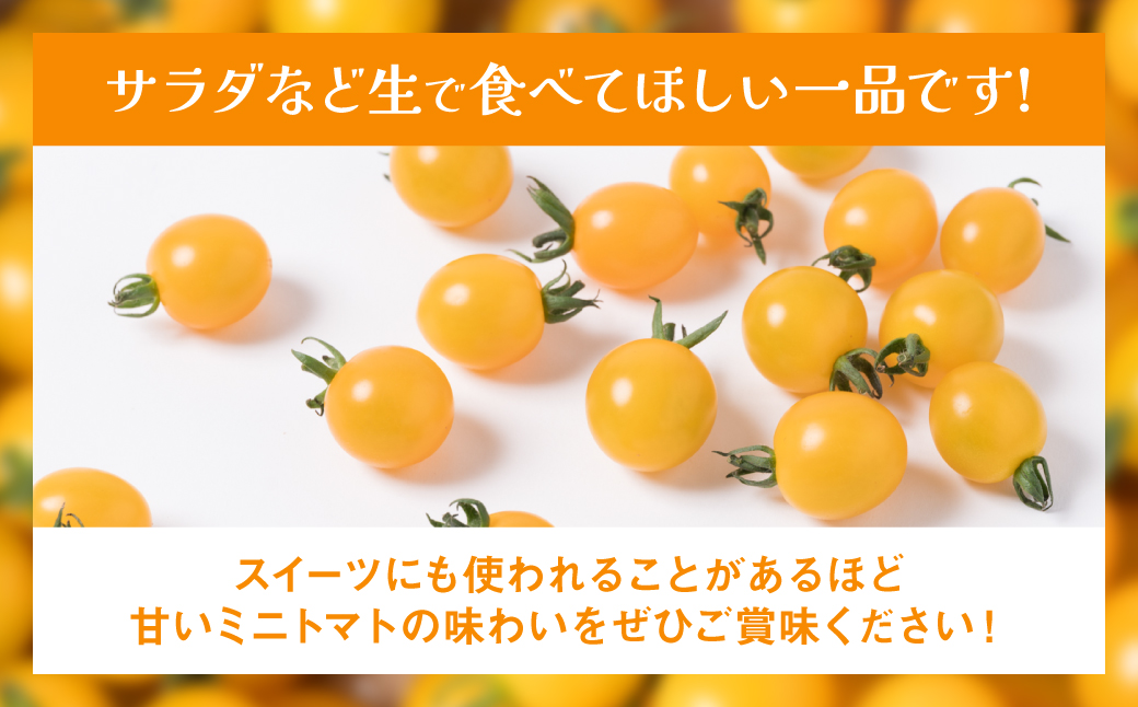 ミニトマト (黄色) 1.2kg 八代市産 宮島農園 トマト 甘い サラダ 国産 熊本県産_イメージ5