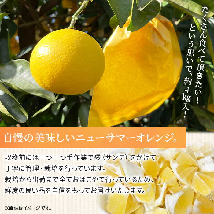 ＜おはこやがつくる ニューサマーオレンジ（日向夏） 約4kg（L～3Lサイズ）＞ 果物 くだもの フルーツ 柑橘 ミカン 蜜柑 みかん にゅーさまーおれんじ 小夏 特産品 西宇和 愛媛県 西予市