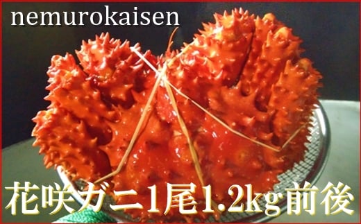 
            D-57025 【12月22日決済分まで年内配送】 【北海道根室産】花咲ガニ1.2㎏前後×1尾
          