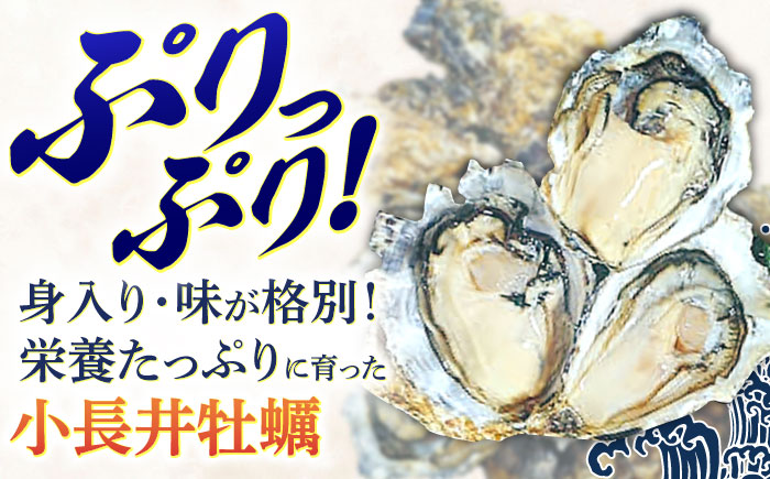 【2回定期便】長崎県諫早市小長井牡蠣(殻付きカキ)3kgカキナイフ付き / 牡蠣 かき　カキ 小長井牡蠣 貝 / 諫早市 / 諫早湾漁業協同組合 [AHBJ010]