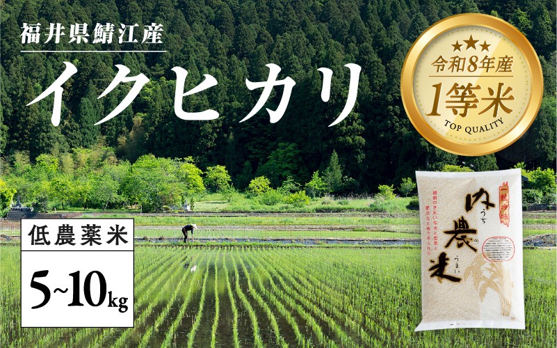 
                  【令和8年産新米！】【先行予約】【2026年9月下旬以降順次発送予定】福井県産 内農米 イクヒカリ 5kg / 10kg ［C-00512］/ 白米 精米 ご飯 コメ ごはん ライス  産地直送 鯖江市
                