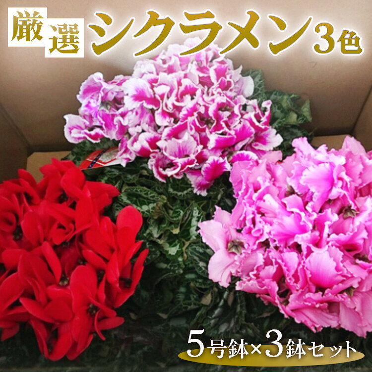 【ふるさと納税】厳選シクラメン5号鉢×3鉢セット ハウスの中から厳選した3色【花・シクラメン・鉢】《11月下旬-12月中旬頃出荷予定》
