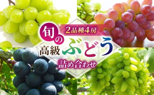 旬の高級ぶどう詰め合わせ ご贈答品 4房