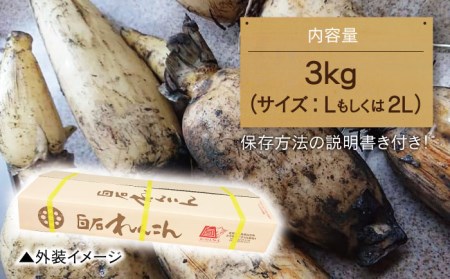 【年内配送】白石産泥付きれんこん3kg/ れんこん [IZZ011]