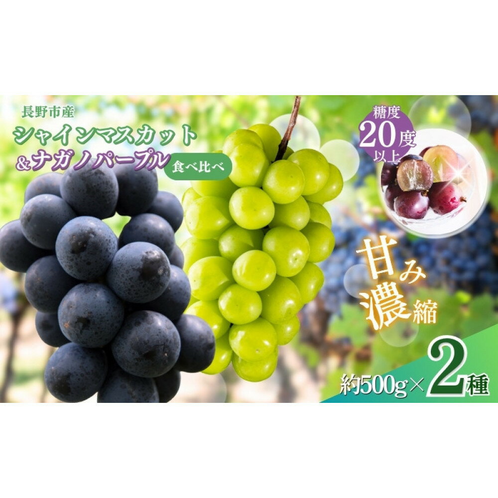 【ふるさと納税】おかべ農園　ぶどう シャインマスカット ＆ ナガノパープル 2種類 詰め合わせ 葡萄 ブドウ 果物 フルーツ シャイン マスカット デザート おやつ 信州 セット お楽しみ 食べ比べ 2026年秋発送 | ナガノパープル ぶどう 長野 信州 ふるさと納税