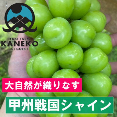 【ふるさと納税】【この時期逃せば1年待ち】本場山梨の甲州戦国シャインマスカット お試し2025年9月下旬より発送【配送不可地域：離島】【1497106】