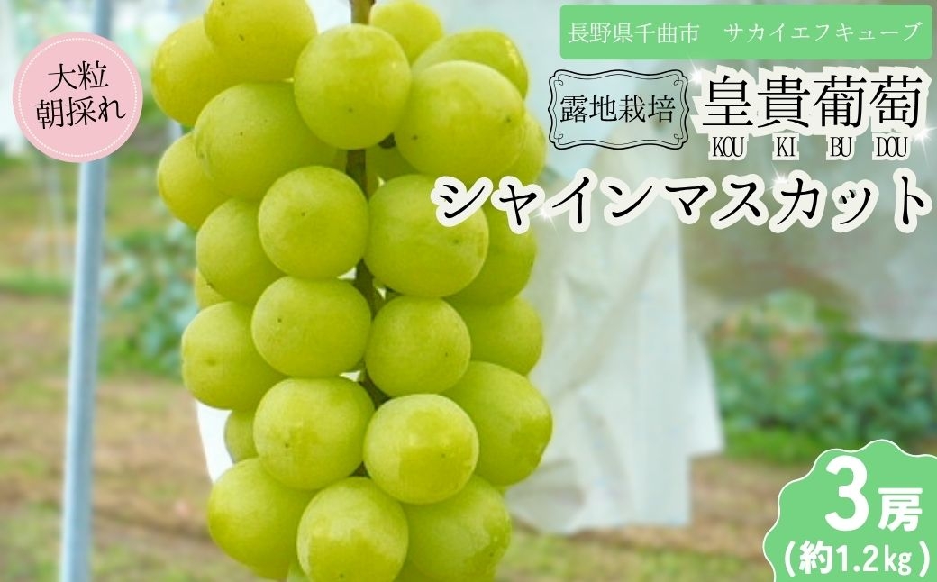 
            【2025年先行予約】シャインマスカット 露地栽培 秀品(特大粒)     3房入り(約1.2kg)｜ ぶどう 葡萄 白ぶどう 種無し 種なし 皮ごと 千曲市 長野県産 信州
          