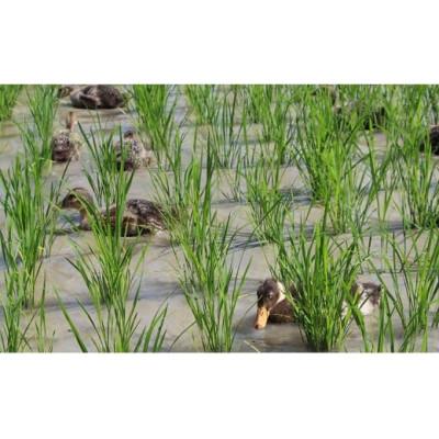 ふるさと納税 猪名川町 猪名川町産あいがも米(コシヒカリ10kg)玄米 |  | 02