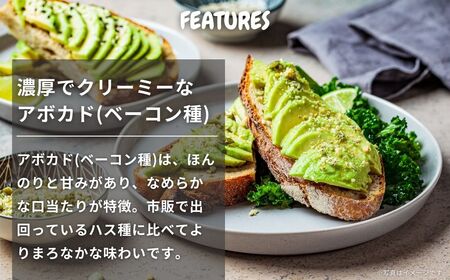 国産 オーガニックアボカド [ベーコン種] 2個　11〜12月発送 有機JAS認証 瀬戸内 大崎上島 有機 濃厚 アボカド