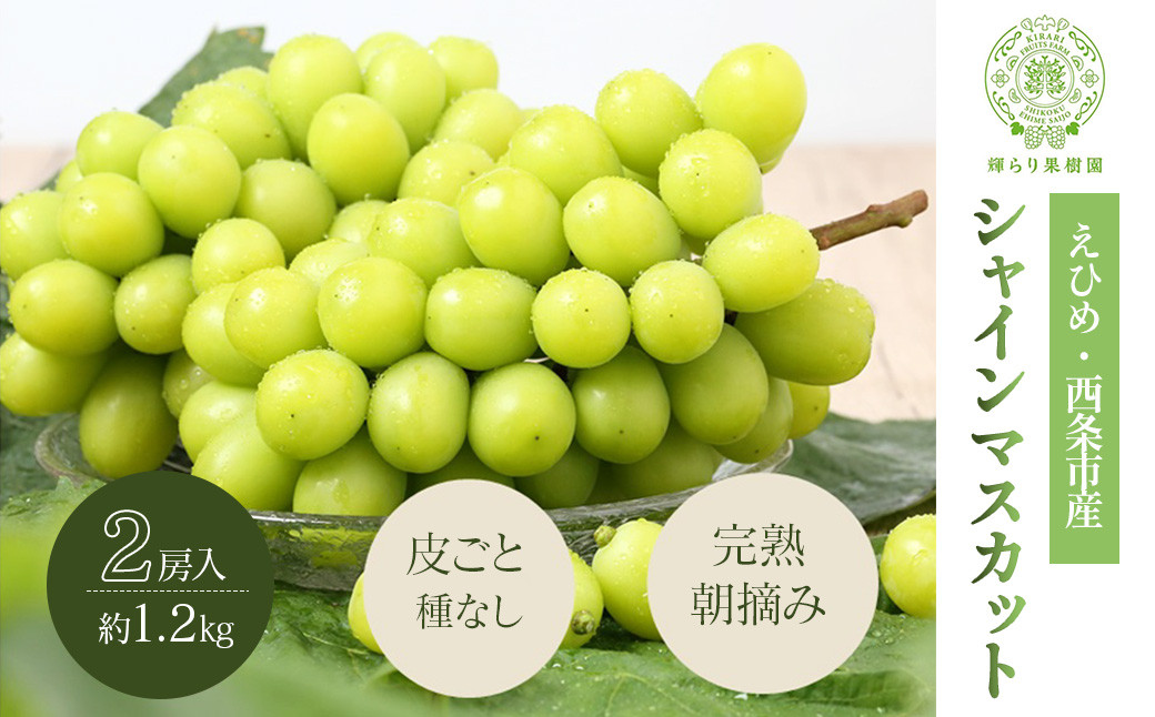 
                  シャインマスカット 【先行予約】 愛媛・西条の完熟・朝摘み シャインマスカット 2房（約1.2㎏） ｜ 2026年7月下旬～8月上旬頃発送 ｜  輝らり果樹園 シャインマスカット ハウス栽培 完熟 朝摘み 夏ぶどう
                