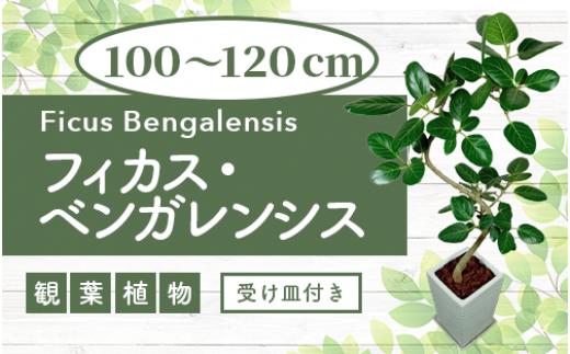 2025年3月中旬～発送【観葉植物】フィカス・ベンガレンシス曲がり100cm～120cm(T&P/055-1465) 南国鹿児島県で育った 観葉植物！植物 鉢付 インテリア 室内 オフィス おしゃれ プレゼント ギフト 開店祝い 移転祝い マイナスイオン【配送不可地域：北海道・沖縄県・離島】