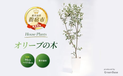 2026年1月中旬～発送【観葉植物】オリーブの木90cm～110cm(Green Base/027-1386) 南国鹿児島県で育った 観葉植物！植物 鉢付 インテリア 室内 オフィス おしゃれ プレゼント ギフト 開店祝い 移転祝い マイナスイオン【配送不可地域：北海道・沖縄県・離島】