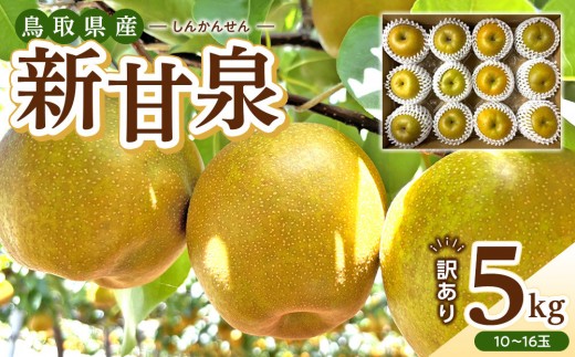 【2026年度発送 先行予約】訳あり 新甘泉 5kg【梨 なし しんかんせん 5キロ 家庭用 訳アリ 令和8年 先行受付 新鮮 鳥取県産 鳥取県 北栄町 おすすめ 人気】