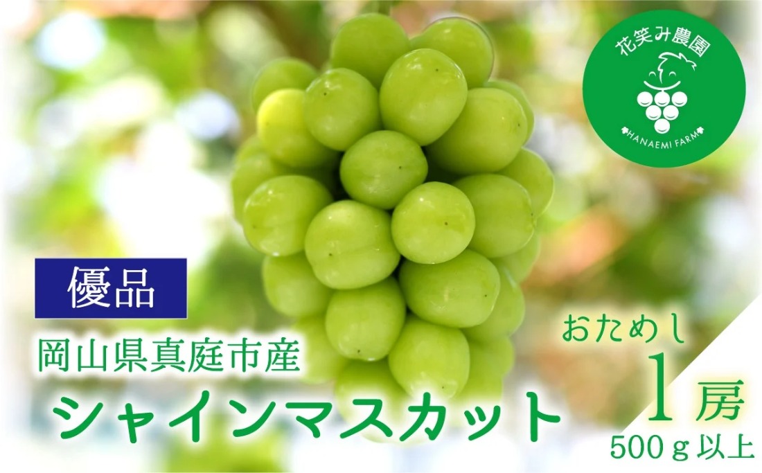 シャインマスカット 【2027年先行予約】岡山 花笑み農園の『シャインマスカット』500ｇ以上（中１房）S-中1 / ぶどう 葡萄 岡山 シャイン シャインマスカット フルーツ 果物 真庭市 【hana081-02】