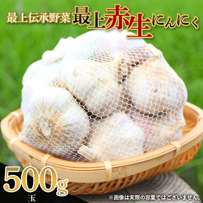 《先行予約・2026年発送》 最上伝承野菜 【最上赤生にんにく】 500g（玉） 生にんにく ニンニク 薬味 ガーリック 野菜 F3S-2481
