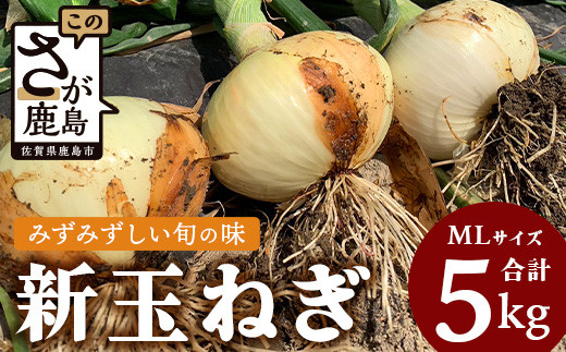 
鹿島市産　新玉ねぎ　５kg（MLサイズ）　農家直送　A-180
