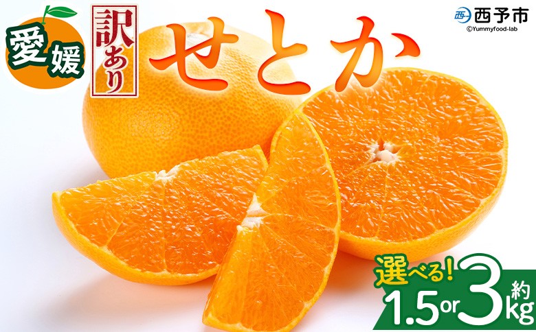 
                  ＜【訳あり】愛媛県産 せとか 約1.5kg／3kg＞『2027年2月中旬～5月下旬迄に順次発送予定』 選べる 容量 内容量 わけあり みかん 蜜柑 果物 くだもの フルーツ ミカン 高級柑橘 とろける 食感 果汁 国産 株式会社三代目みかん職人 愛媛県 西予市【冷蔵】
                