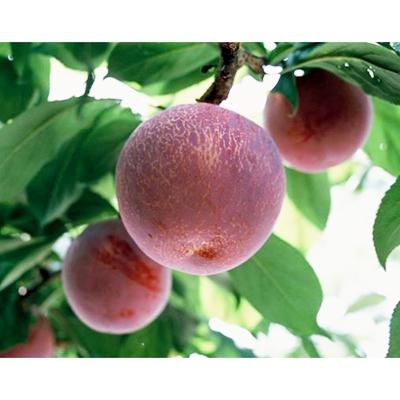 ふるさと納税 南アルプス市 すもも 【 貴陽 】　大玉　約1.8kg　化粧箱入り (2027年発送分)