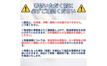 ヘラクレスオオカブト大型オス（140-150mm）【配送不可：北海道・沖縄・離島（一部除く】