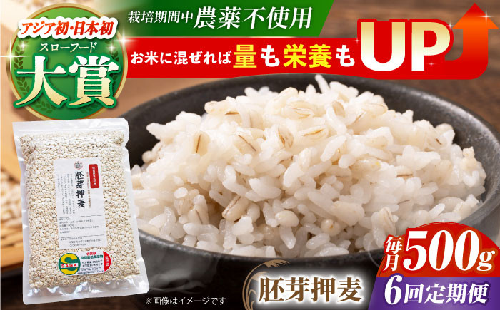 
【全6回定期便】栽培期間中農薬不使用 胚芽押麦 500g ( 1等麦使用 ) 【葦農】[HAJ035]

