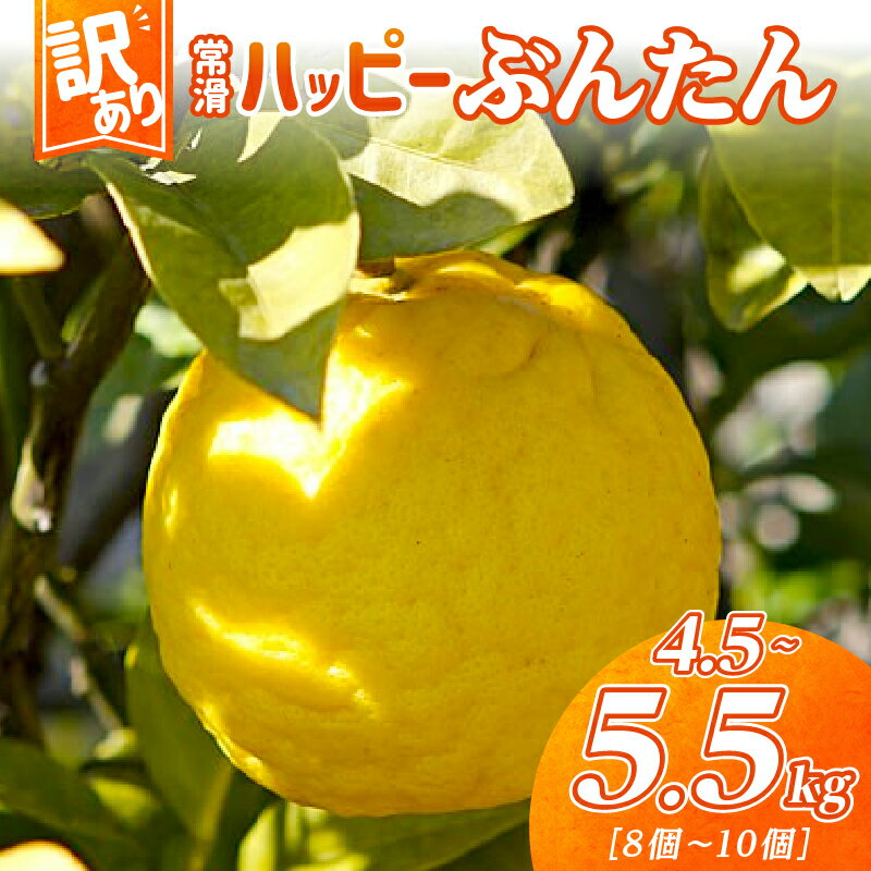 【ふるさと納税】【訳あり】【数量限定】常滑ハッピーぶんたん【1箱 4.5～5.5kg】8～10個 ブンタン 果物 みかん 柑橘 フルーツ 季節のフルーツ お取り寄せ【2026年2月上旬～順次発送】送料無料