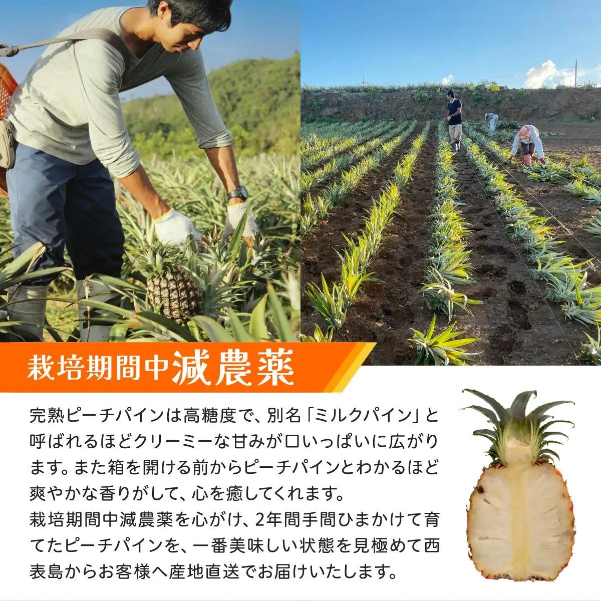 ピーチパイン 約5kg 